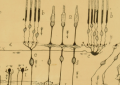 Retina. Santiago Ramón y Cajal (1901). Courtesy of Dr. Juan A. de Carlos. Drawing by Cajal summarizing his findings concerning the neuronal circuitry of the eye's retina. The small arrows symbolize the flow of information from the photoreceptor cells that detect light, to intermediary layers of neurons that locally process visual information before it is sent to higher areas in the brain.