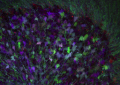 Brainbow cerebellum. Tamily Weissman, Jeff Lichtman and Joshua Sanes (2007). Because neurons in the brain are small, convoluted, and densely packed it is exceedingly difficult to build precise neural connectivity diagrams, simply because it is often difficult to tell who is who. By bestowing individual spectral identities upon neighboring neurons, the 'Brainbow' technique offers the tantalizing promise of uncovering both fine, and large-scale properties of neural architectures. This photomicrograph shows presynaptic terminals in the cerebellum, called rosettes because of their flowerlike appearance.